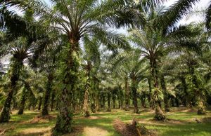 Indonesia – Malaysia Segera Negosiasi Resolusi Sawit ke Eropa