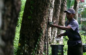 Harga Karet Tertekan Permintaan China