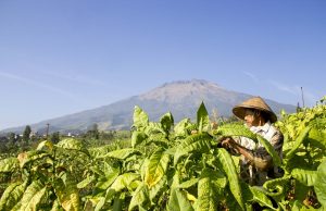 Pertumbuhan Industri Agro 2016 Capai 6,39%