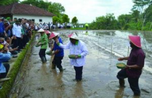 Moeldoko Simulasi Tebar Benih Padi M400 Bersama Petani