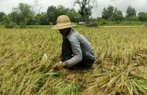 Produksi Padi Indonesia Lebih Mahal 2,5 Kali Lipat dari Vietnam