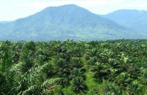 30.000 Ha Lahan Sawit Disiapkan Jadi Pilot Project Peremajaan