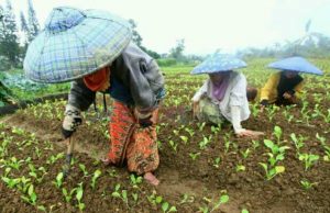 Lindungi Petani Kecil, Indonesia Desak WTO Sepakati Perdagangan Global