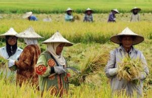 Pertanian Indonesia Bangkit Dengan Inovasi Dan Teknologi