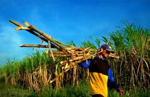 Petani Tebu Minta HET Gula Dikoreksi
