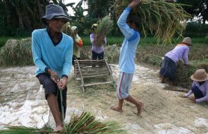 Wujudkan Swasembada Pangan, Dibutuhkan Sinergitas Lintas Sektoral