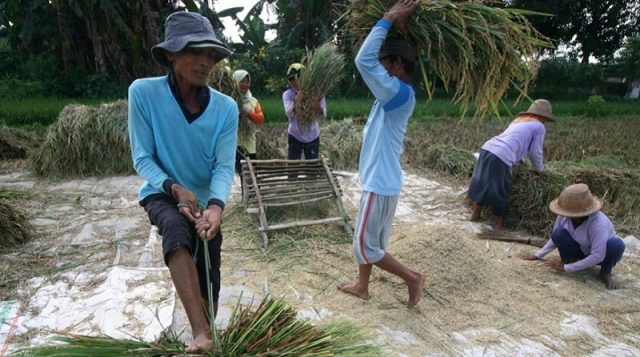 wujudkan-swasembada-pangan-dibutuhkan-sinergitas-lintas-sektoral-A4RgarfDjc