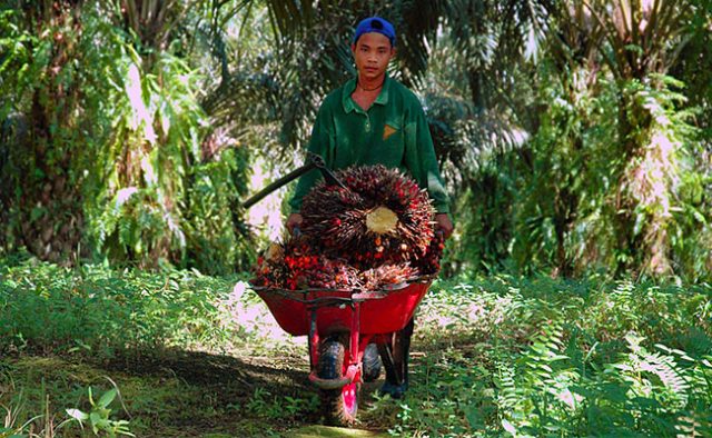 20170412_childlabourpalmoil_ilo_news_featured