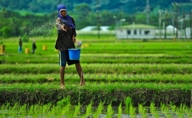 Farmer-IRRI-Images-@-Flickr
