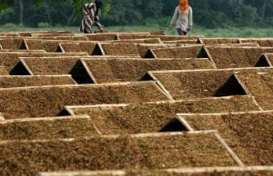 Sumbang Ratusan Triliun ke Kas Negara : Industri Tembakau Terhimpit Ratusan Aturan