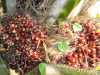 Sawit, Sang Buah Simalakama