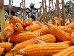 Inpres Nomor 3 Tahun 2026 Diteken Prabowo: Kode Keras Keberpihakan Negara Kepada Petani Jagung