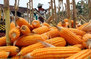 Industri Pakan Ternak Optimalkan Jagung Lokal