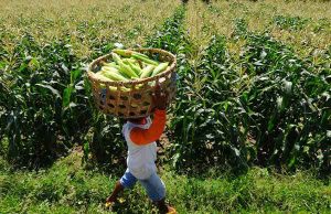 Produksi Jagung Sumut Tahun 2025 Surplus 44 Ribu Ton, Karo Jadi Sentra Utama