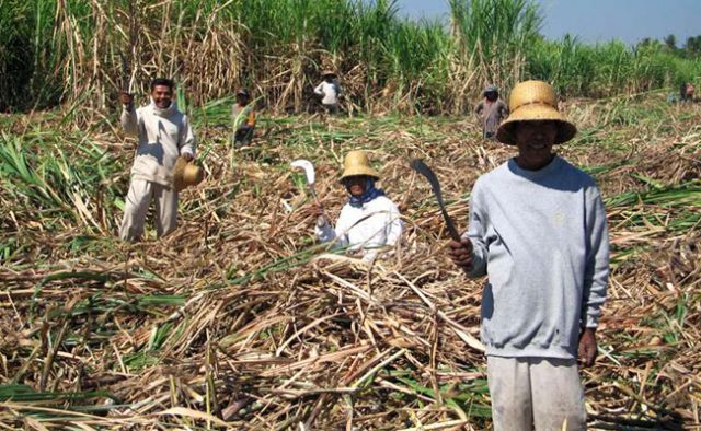 Pemerintah Himbau Pengusaha Bidik Lahan Baru Tebu di Luar Jawa