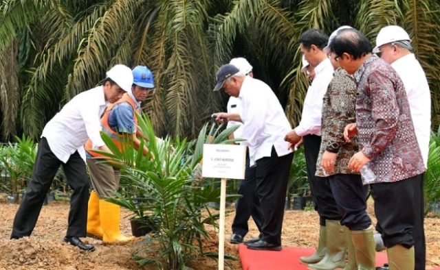 Presiden Akan Saksikan Peremajaan Sawit di Riau