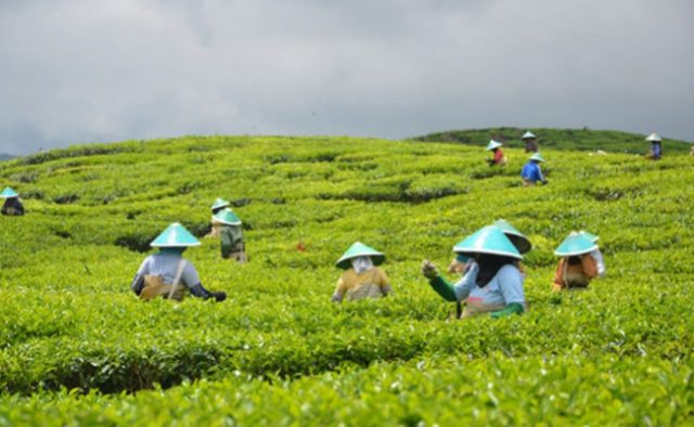 Produksi Teh Indonesia Diproyeksi Naik Tipis Pada 2018