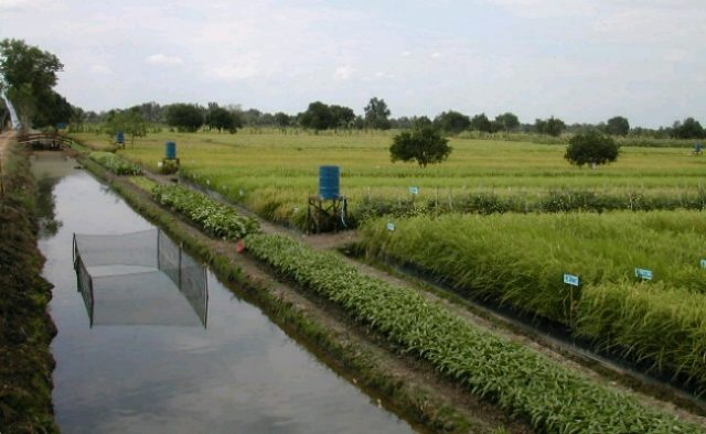 Rawa-Surjan_crop_650x400