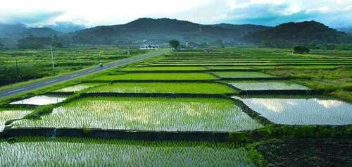 jokowi-keluarkan-aturan-khusus-selamatkan-sawah-indonesia-4fYC1s1jfg