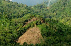 Viral, Aktivis Lingkungan Muda Ajak Warga Patungan Beli Hutan Cegah Alih Fungsi Lahan