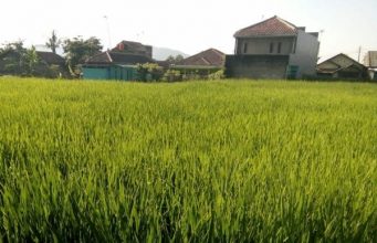 Wujudkan Sumut Agraris, Wawasan Pertanian Sejak Dini Dilakukan