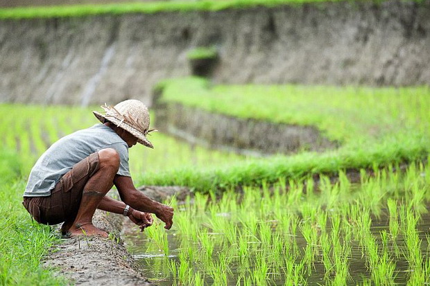 pemulihan-ekonomi-harus-perkuat-rezim-produksi-di-desa-oyf