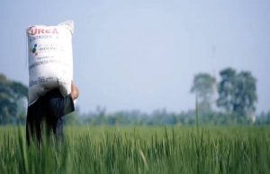Celios: Pemerintah Perlu Hitung Ulang Neraca Pangan Nasional