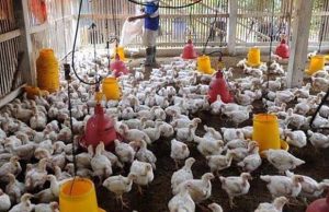 Potensi Munculnya Kartel Perunggasan, Komisi IV DPR Akan Awasi Ketat Kementan