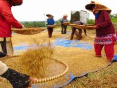 Produksi Beras Terus Meningkat, Diprediksi Tembus 10,16 Juta Ton pada Januari-Maret 2026