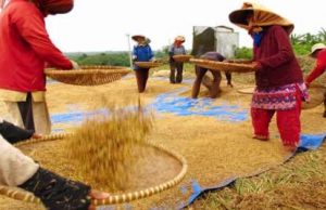 Produksi Beras Terus Meningkat, Diprediksi Tembus 10,16 Juta Ton pada Januari-Maret 2026