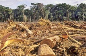 Seruan Beli Hutan Warganet Cermin Ketidakpercayaan Rakyat