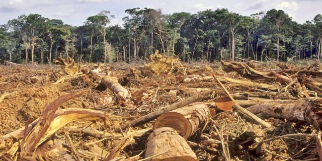 354042_10060811122025_910922_07502330062023_hutan