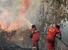 Prabowo Mau Produksi Massal Teknologi Tepung Ubi Padamkan Karhutla